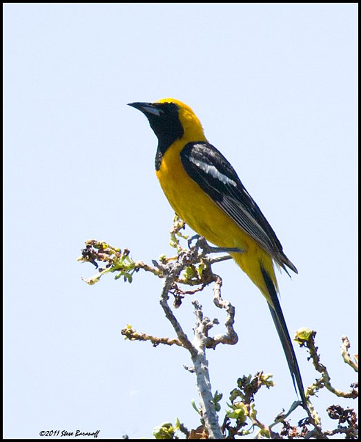 _1SB5314 hooded oriole.jpg